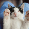 Gato jugando