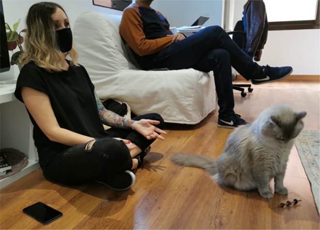 Consulta a Terapia Felina
