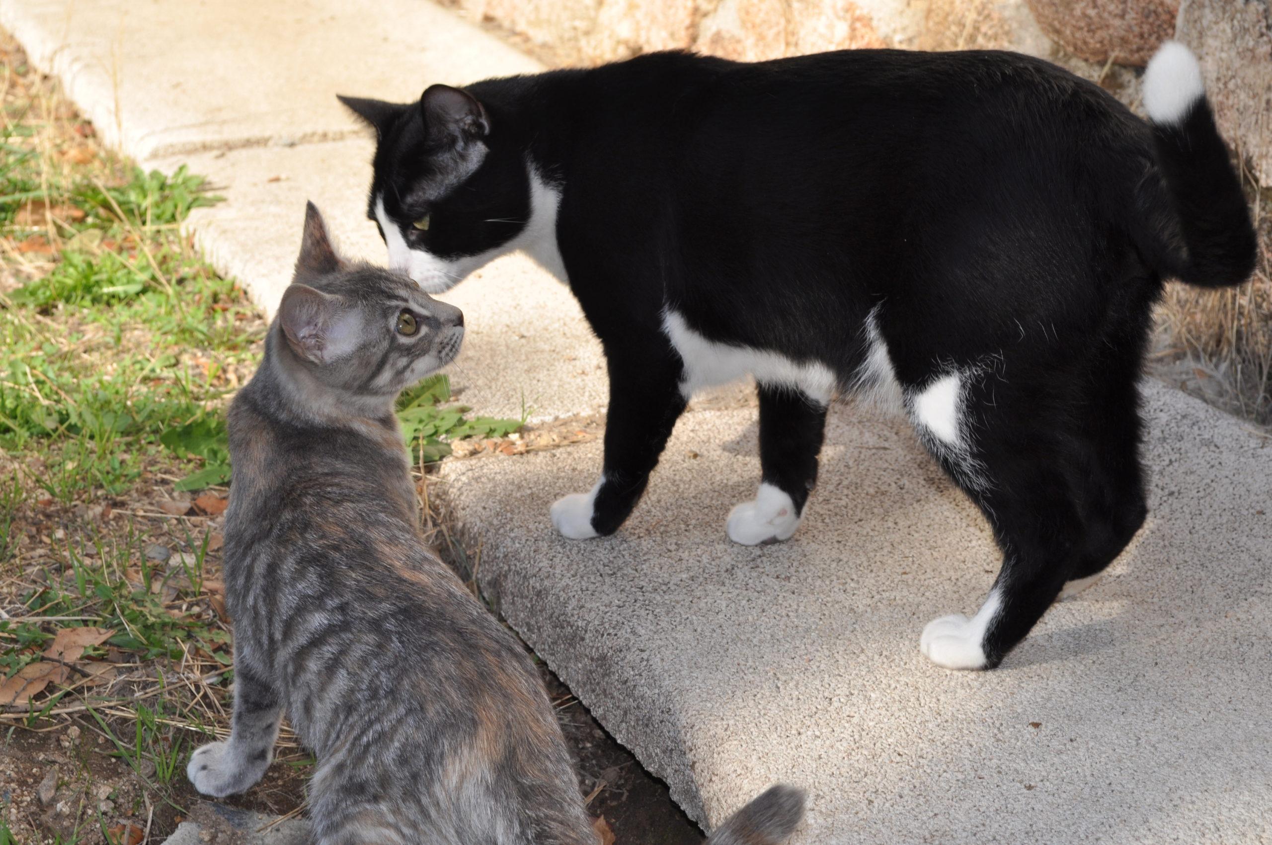 Adaptación entre gatos