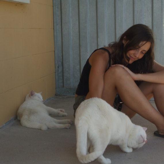 Adopción gato