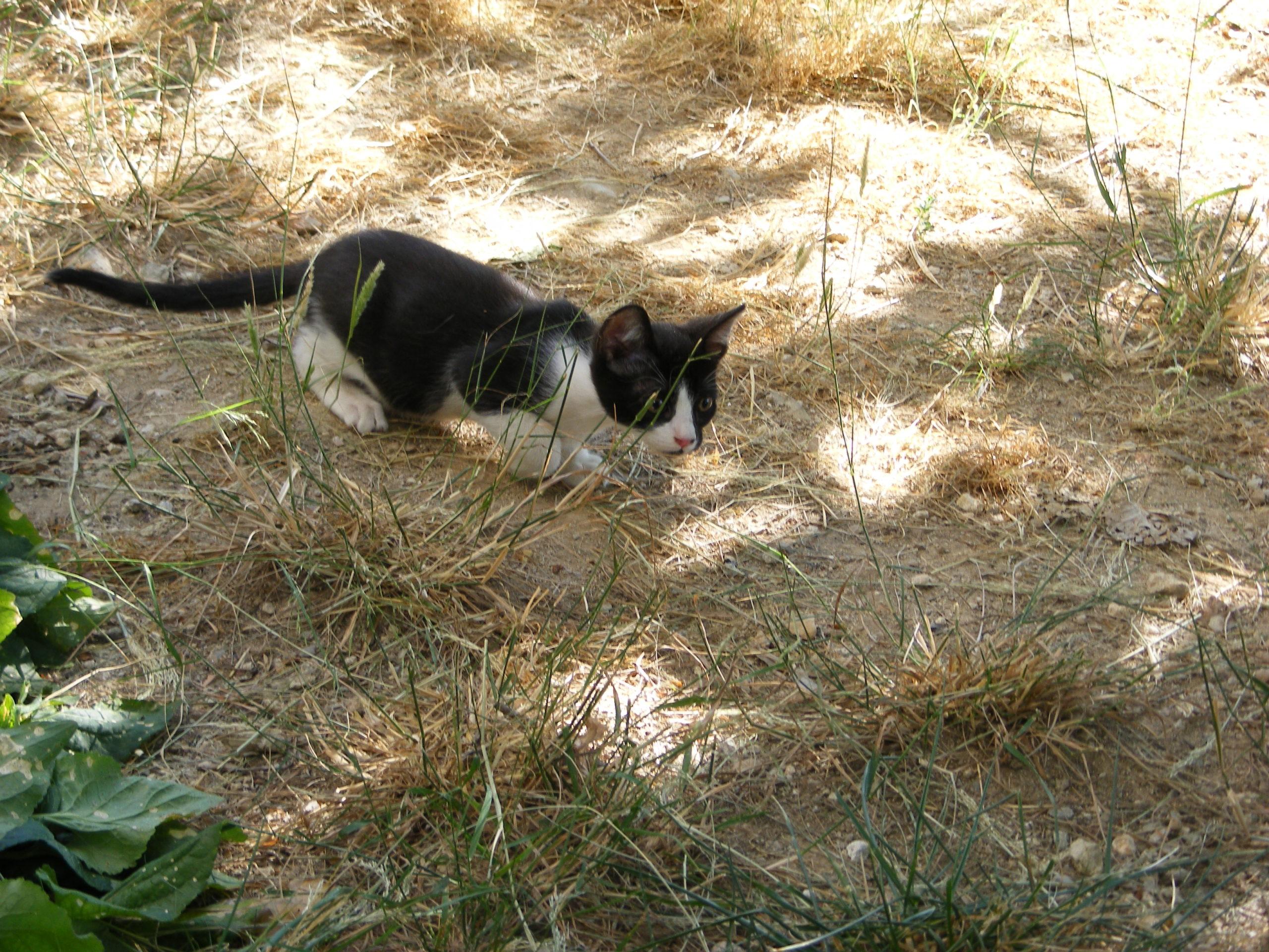 Comportamiento del gato: la agresión