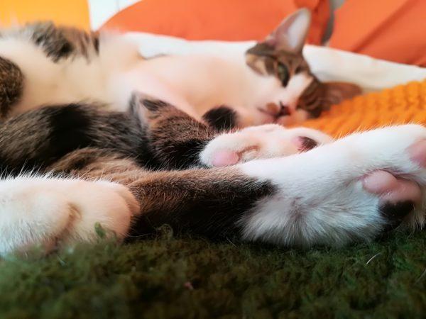 Mudanzas y traslados con gatos