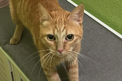 Guerrera Ban - Terapia Felina