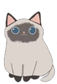 Gato botón conócenos