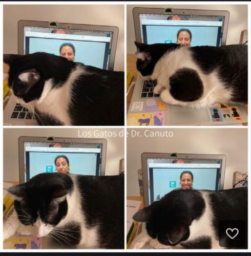 Consulta Paula Vanasco Terapia Felina 24 Agosto 2021