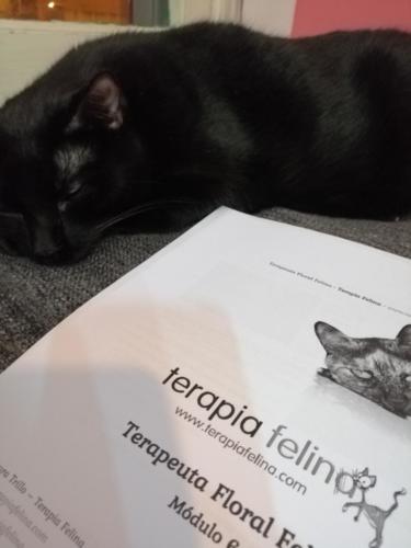 Curso Terapia Felina Terapeuta Floral Felina online 28 Junio 2021 Marta