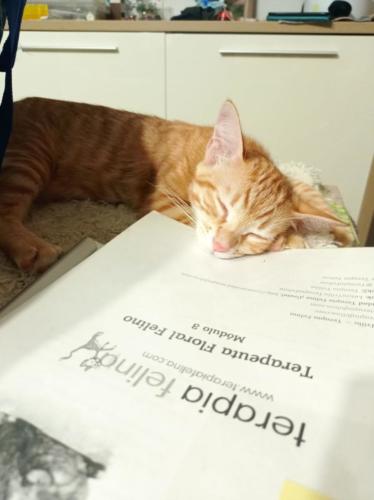 Curso Terapia Felina Terapeuta Floral Felina online 30 Agosto 2021