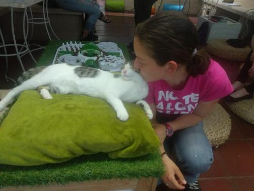 Formacion-Terapeuta-Felina-Profesional-Terapia-Felina-en-Barcelona-09-Junio-2019-Alba-Dencausa