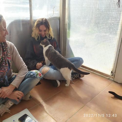 Equipo de Terapia Felina en Hoope Madrid 5 de Noviembre de 2022 - Laura Trillo
