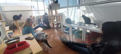 Equipo de Terapia Felina en Hoope Madrid 5 de Noviembre de 2022 - Maribel Porras