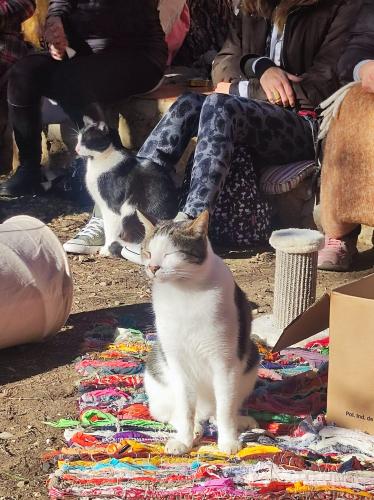 Formación Terapeuta Felina Profesional 5 en Canópolis, Fundación Trifolium, Barcelona -  17 de Diciembre de 2023