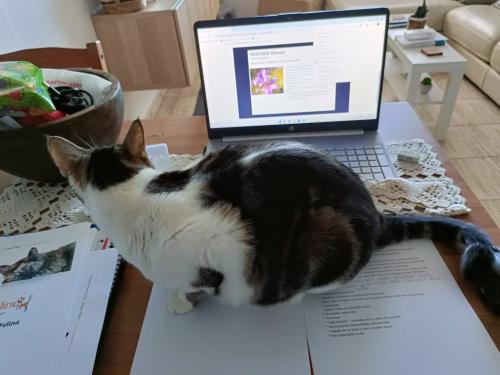 Estudiando la Formación de Terapeuta Floral Felina siempre bien acompañadas