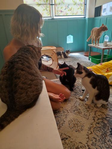 Laura Trillo de Terapia Felina visitando el Save Cat Cafe en Osaka, Japón, 26 de Julio de 2024