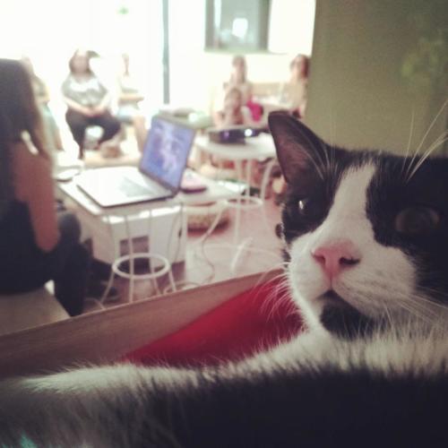 Laura Trillo Terapia Felina Seminario de Agresividad Felina en Espai DeGats Barcelona 2 Septiembre 2018