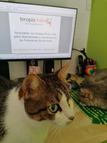 Laura Trillo Terapia Felina grabación ponencia VIII Congreso de Terapia Floral de Sedibac 19 Marzo 2021