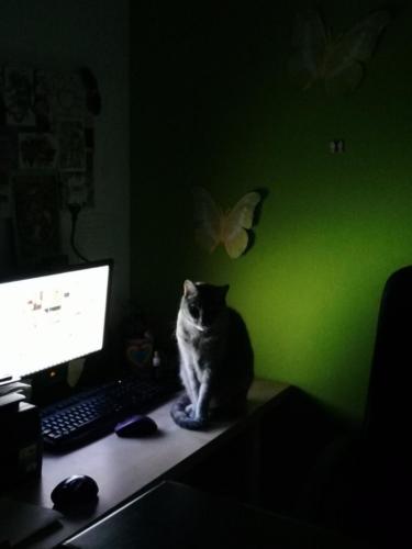 Moway trabajo nocturno Terapia Felina