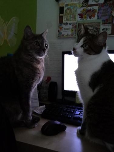 Saranghae y Moway trabajo online Terapia Felina Febrero 2020